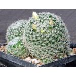 Mammillaria tezontle 5-inch pots