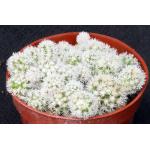 Mammillaria vetula ssp. gracilis 4-inch pots