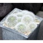 Mammillaria albicoma5-inch pots