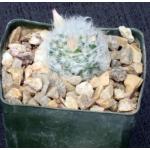 Mammillaria albicoma 3-inch pots