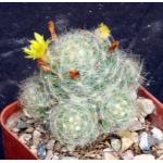 Mammillaria baumii 3-inch pots