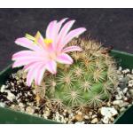 Mammillaria blossfeldiana 4-inch pots