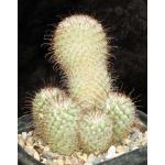 Mammillaria bombycina one-gallon pots
