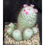 Mammillaria bombycina one-gallon pots