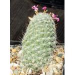 Mammillaria boolii 5-inch pots