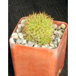 Mammillaria camptotricha var. marnier 4-inch pots