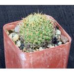 Mammillaria camptotricha var. marnier 3-inch pots