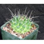 Mammillaria compressa 4-inch pots