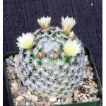 Mammillaria duwei 4-inch pots