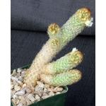 Mammillaria elongata (yellow) 4-inch pots