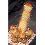 Mammillaria elongata (red) one-gallon pots