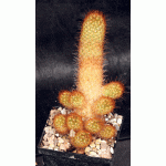 Mammillaria elongata (red) 5-inch pots