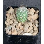 Mammillaria fraileana 2-inch pots