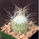 Mammillaria geminispina 4-inch pots