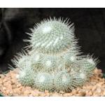 Mammillaria geminispina 8-inch pots
