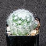 Mammillaria glassii 2-inch pots