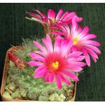 Mammillaria guelzowiana 2-inch pots