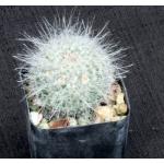 Mammillaria hahniana 2-inch pots