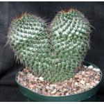 Mammillaria karwinskiana ssp nejapensis 8-inch pots