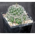 Mammillaria melaleuca 5-inch pots