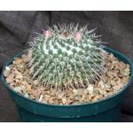 Mammillaria melanocentra 8-inch pots