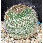 Mammillaria mystax 8-inch pots