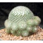 Mammillaria parkinsonii 8-inch pots