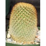 Mammillaria pilcayensis 4-inch pots