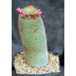 Mammillaria pilcayensis one-gallon pots