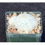 Mammillaria plumosa 3-inch pots