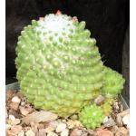 Mammillaria polythele Toluca 5-inch pots