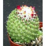 Mammillaria polythele Toluca 4-inch pots