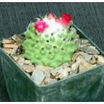 Mammillaria polythele Toluca 4-inch pots