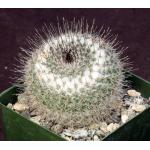 Mammillaria ritteriana 4-inch pots