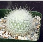 Mammillaria senilis 4-inch pots
