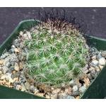 Mammillaria sp. (Tenengo del Valle, Mexico) 4-inch pots