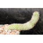 Mammillaria sphacelata ssp. viperina 3-inch pots