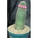 Mammillaria spinosissima 8-inch pots