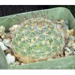 Mammillaria stampferi 4-inch pots