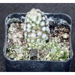 Mammillaria theresae 2-inch pots