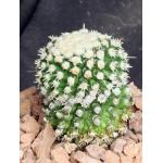 Mammillaria voburnensis ssp. voburnensis 4-inch pots