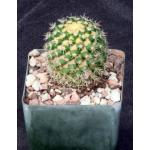 Mammillaria voburnensis ssp. eichlamii 4-inch pots