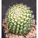 Mammillaria voburnensis ssp. eichlamii 4-inch pots