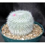 Mammillaria hahniana 8-inch pots