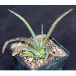 Manfreda longiflora 5-inch pots