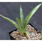 Manfreda maculosa one-gallon pots