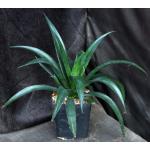 Mangave cv Freckles and Speckles one-gallon pots