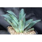 Mangave cv Inkblot one-gallon pots