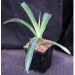 Mangave cv Bloodspot 5-inch pots