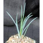 Mangave cv Bob’s Fave 4-inch pots